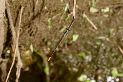 Agriocnemis exsudans