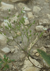 Arenaria leptoclados