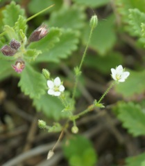 Arenaria leptoclados