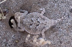 Phrynosoma goodei
