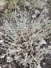 Artemisia taurica