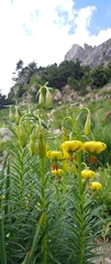 Lilium pyrenaicum