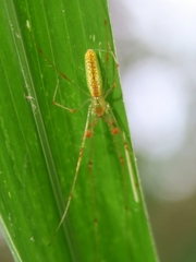 Tetragnatha hasselti
