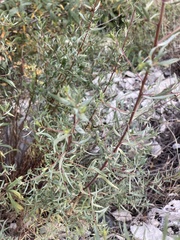 Artemisia daghestanica