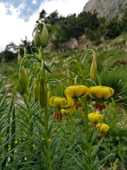 Lilium pyrenaicum