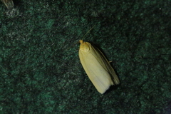Zelotherses paleana