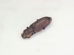 Pycnomerus
