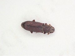 Pycnomerus