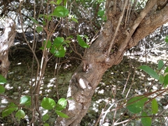 Malpighia diversifolia