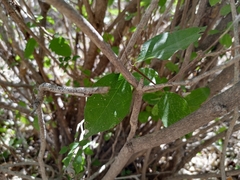 Malpighia diversifolia