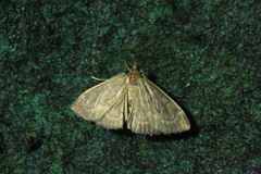 Anania fuscalis
