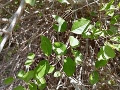 Malpighia diversifolia