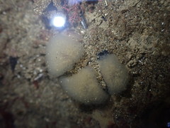 Pseudodistoma opacum