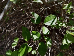 Malpighia diversifolia