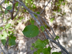 Malpighia diversifolia