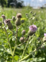 Cirsium arvense