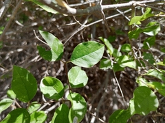 Malpighia diversifolia