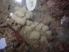 Pseudodistoma opacum