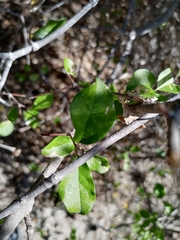Malpighia diversifolia