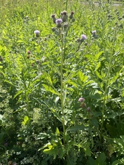 Cirsium arvense