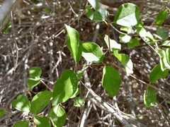 Malpighia diversifolia