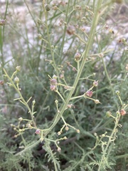 Scrophularia rupestris