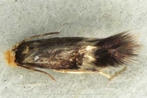 Hazel Leafminer Moth