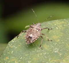 Dalpada oculata