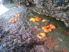 Ciocalypta polymastia