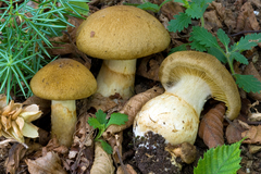 Cortinarius cotoneus