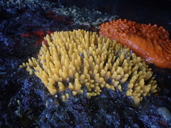 Ciocalypta polymastia