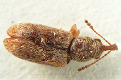 Rhinorhynchus rufulus