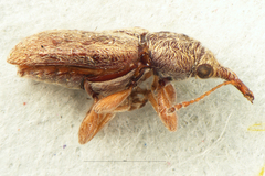 Rhinorhynchus rufulus