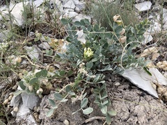 Astragalus calycinus