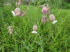 Silene vulgaris