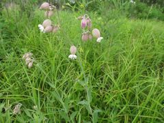 Silene vulgaris