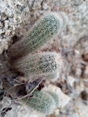 Echinocereus sciurus
