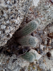 Echinocereus sciurus