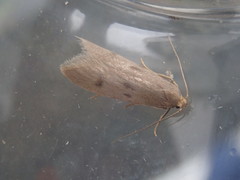Pseudatemelia josephinae