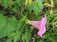 Calystegia sepium americana