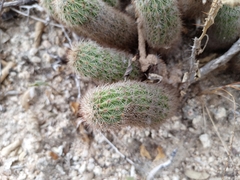 Echinocereus sciurus