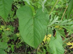 Calystegia sepium americana