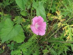 Calystegia sepium americana