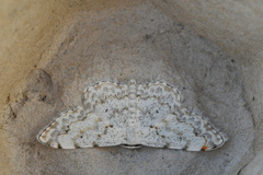 Scopula vigilata