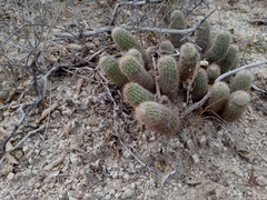 Echinocereus sciurus