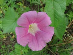 Calystegia sepium americana