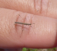 Neides tipularius