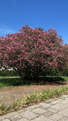 Nerium oleander