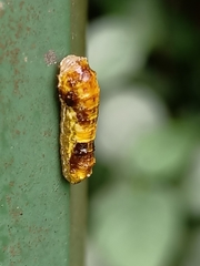 Phauda flammans