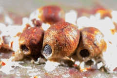 Eriococcus coriaceus